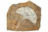 Fossil Ginkgo Leaf From North Dakota - Paleocene #262457-1